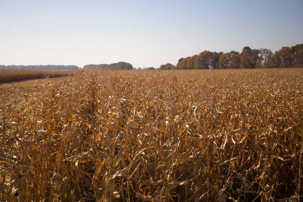 View of the corn field to the horizon sunny hot day. Theme is organic and agrarian