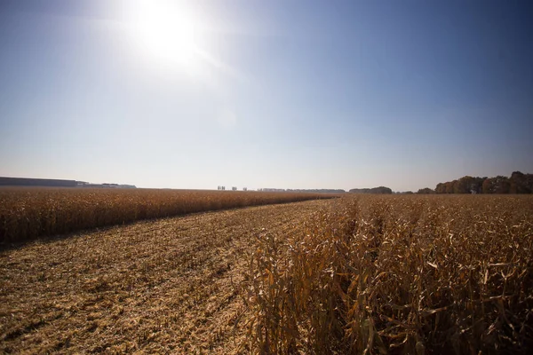 Vista del campo de maíz al horizonte soleado día caluroso. Tema es orgánico y agrario — Foto de Stock