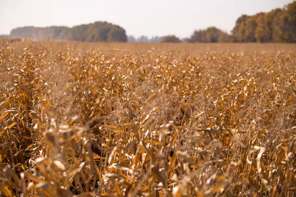 View of the corn field to the horizon sunny hot day. Theme is organic and agrarian — Stock Photo, Image