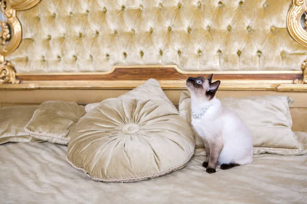 Το θέμα της πολυτέλειας και του πλούτου. Νεαρή γάτα χωρίς ουρά καθαρόαιμα μπόμπουρα Mecogon είναι στο μεγάλο Κεφαλάρι κρεβατιού κοντά στο Αναγεννησιακό μπαρόκ μαξιλάρι στο παλάτι της Γαλλίας στην Ευρώπη — Φωτογραφία Αρχείου