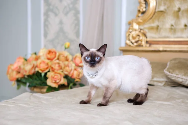 O tema do luxo e da riqueza. Gato jovem sem cauda bobtail puro Mecogon está na cabeceira da cama grande perto do travesseiro barroco renascentista na França Europe Versailles Palace — Fotografia de Stock