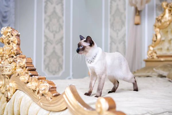 Το θέμα της πολυτέλειας και του πλούτου. Νεαρή γάτα χωρίς ουρά καθαρόαιμα μπόμπουρα Mecogon είναι στο μεγάλο Κεφαλάρι κρεβατιού κοντά στο Αναγεννησιακό μπαρόκ μαξιλάρι στο παλάτι της Γαλλίας στην Ευρώπη — Φωτογραφία Αρχείου