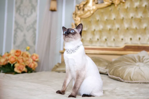 Le thème du luxe et de la richesse. Jeune chat sans queue bobtail pure Mecogon est sur le grand lit tête de lit près de l'oreiller baroque Renaissance en France Europe Versailles Palace — Photo