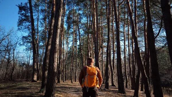 Vista trasera de la caminata del valiente tipo caucásico con mochila camina hacia el bosque a lo largo de la carretera del campo. En otoño, el clima es bueno y el sol está saliendo. Bosque sin gente, maravilloso descanso, ecología limpia — Foto de Stock