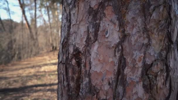 Gros plan macro écorce de pin. Texture de l'écorce naturelle de pin sur le tronc de l'arbre — Video