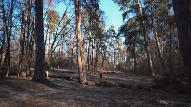 Retrato masculino activo del hombre atlético caucásico que camina al aire libre en el bosque de pinos. joven turista con barba y vendaje, bandana en la cabeza con mochila al aire libre va hacia adelante. Ángulo ancho — Vídeo de stock