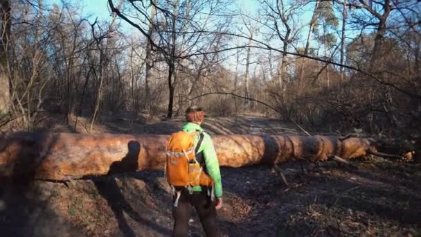 Egy fiatal férfi turista egy hátizsákot lépéseket egy kidőlt fa az erdőben egy hátizsákot. Téma gyalogos turizmus az erdőben. A nehézségek és kihívások leküzdése — Stock videók