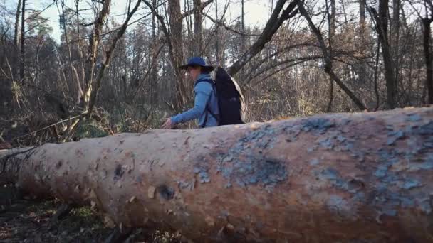 Eine junge Touristin mit Rucksack tritt mit einem Rucksack über einen umgestürzten Baum im Wald. Thema Wandertourismus im Wald. Überwindung von Schwierigkeiten und Herausforderungen — Stockvideo