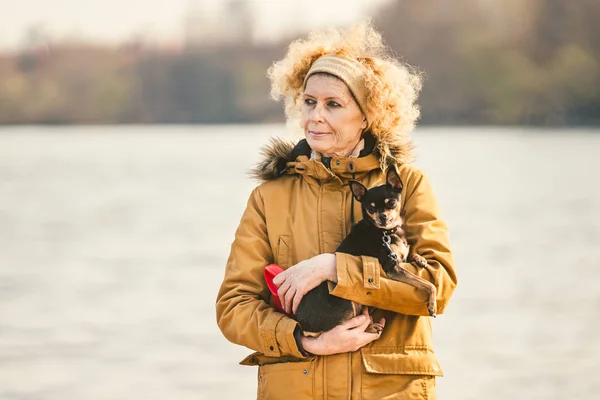 Portrait of an adult blonde curly hair Caucasian woman holding a small black-colored dog breed toy terrier. Old funny pet sticks out a tooth canine, tongue falls out, not a correct bite