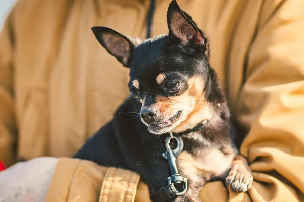 Retrato de una rubia adulta pelo rizado mujer caucásica sosteniendo un pequeño perro de color negro raza juguete terrier. Vieja mascota divertida sobresale de un diente canino, la lengua se cae, no una mordida correcta — Foto de stock gratis