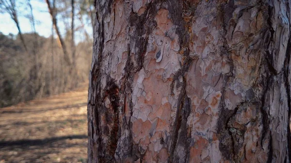 Närbild Macro Pine Tree bark. Konsistens av naturlig tall bark på trädstam — Stockfoto