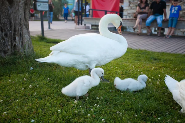 Pequeno cisne bebê branco aprende a andar na grama verde — Fotografia de Stock