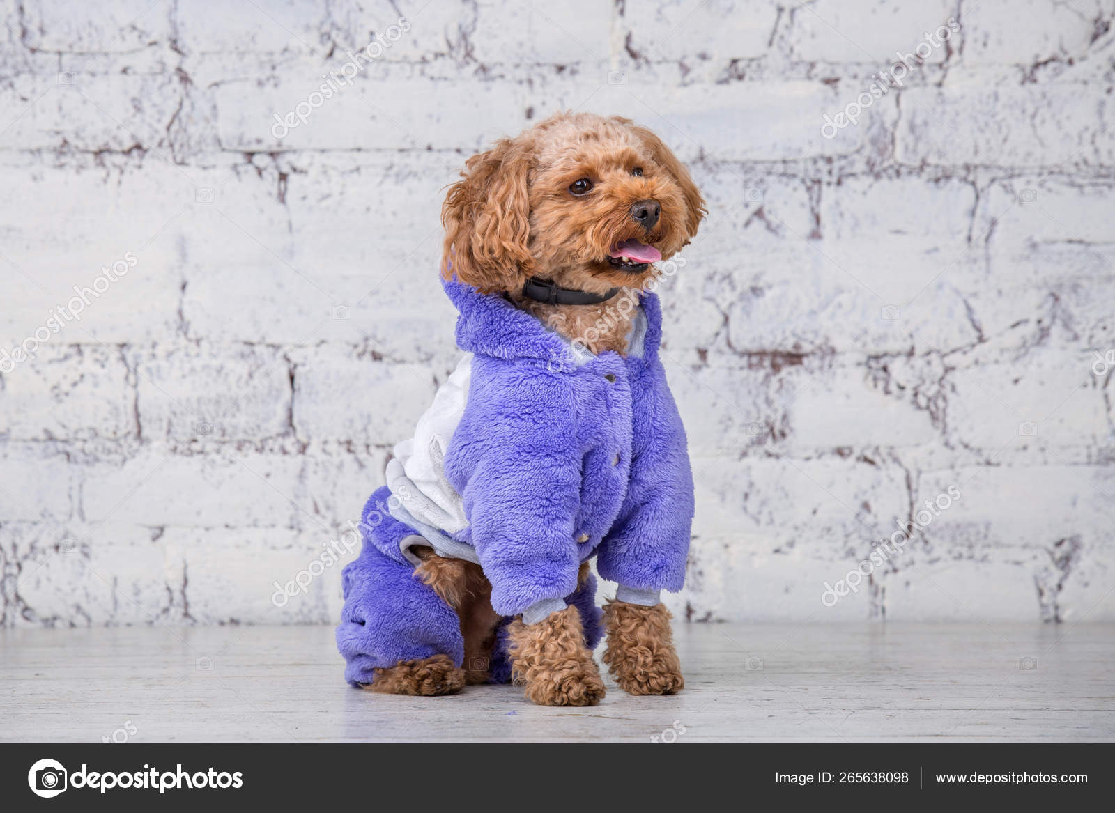 Toy 2025 poodle outfits
