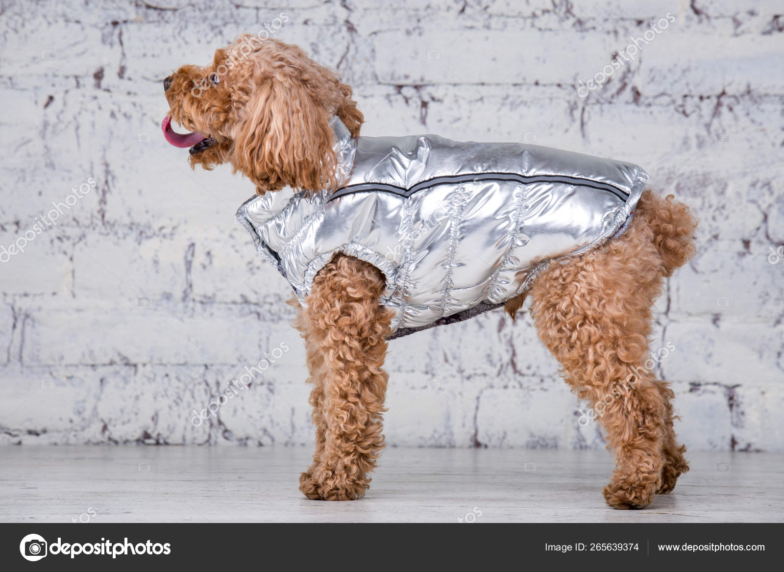 Brown Curly Hair Poodle Brown Curly Hair Poodle