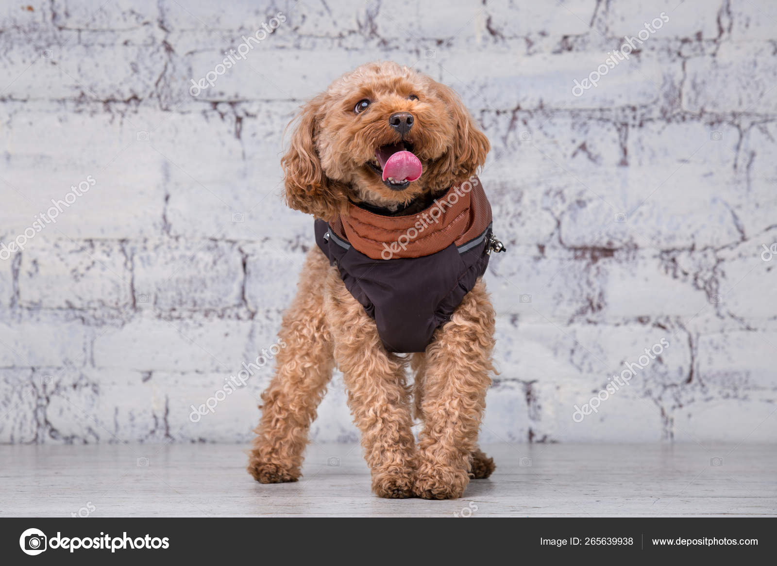 Small funny dog of brown color with curly hair of toy poodle breed posing  in clothes