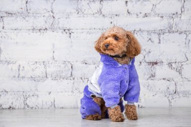 Köpekler için giysi poz oyuncak kaniş cinskk saçlı kahverengi renkli küçük komik köpek. Konu aksesuarları ve evcil hayvanlar için şık kıyafetler. Şık tulumlar, hayvan için soğuk havaiçin uygun