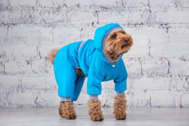 Köpekler için giysi poz oyuncak kaniş cinskk saçlı kahverengi renkli küçük komik köpek. Konu aksesuarları ve evcil hayvanlar için şık kıyafetler. Şık tulumlar, hayvan için soğuk havaiçin uygun
