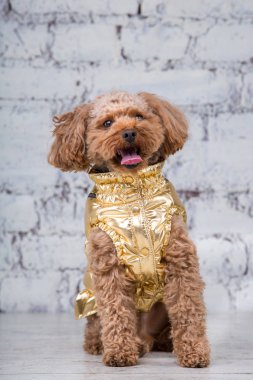 Köpekler için giysi poz oyuncak kaniş cinskk saçlı kahverengi renkli küçük komik köpek. Konu aksesuarları ve evcil hayvanlar için şık kıyafetler. Şık tulumlar, hayvan için soğuk havaiçin uygun