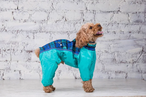 Bulldog francese che indossa abiti e accessori di moda ritratto di animali  domestici in abiti moda per cani