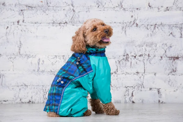 Small funny dog of brown color with curly hair of toy poodle breed posing in clothes for dogs. Subject accessories and fashionable outfits for pets. Stylish overalls, suit for cold weather for animal — Stock Photo, Image
