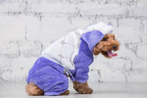 Kleine grappige hond van bruine kleur met krullend haar van Toy Poedel RAS poseren in kleding voor honden. Onderwerp accessoires en modieuze outfits voor huisdieren. Stijlvolle overalls, pak voor koud weer voor dier — Stockfoto