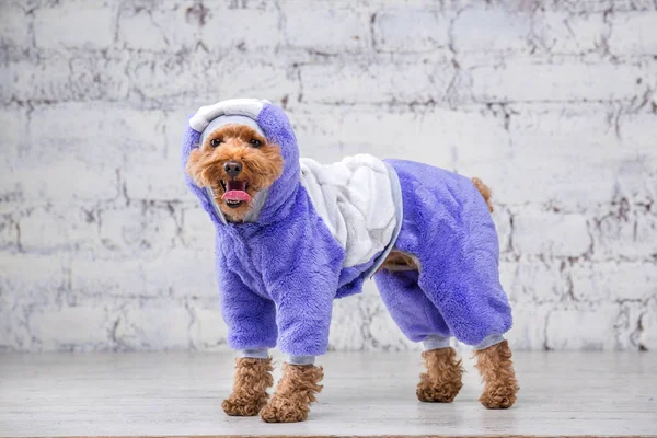 Pequeno cão engraçado de cor marrom com cabelos cacheados de brinquedo raça poodle posando em roupas para cães. Sujeito acessórios e roupas na moda para animais de estimação. Macacão elegante, terno para o tempo frio para animais — Fotografia de Stock