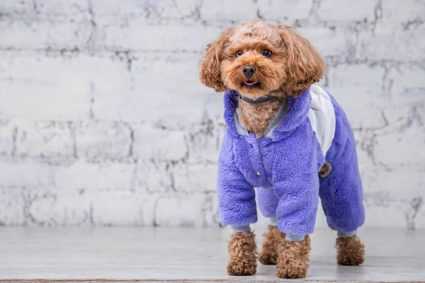 Mały zabawny pies brązowy kolor z kręcone włosy zabawki pudel rasy stwarzające w ubraniach dla psów. Przedmiot akcesoria i modne stroje dla zwierząt domowych. Stylowe kombinezony, garnitur dla zimnej pogody dla zwierząt — Zdjęcie stockowe
