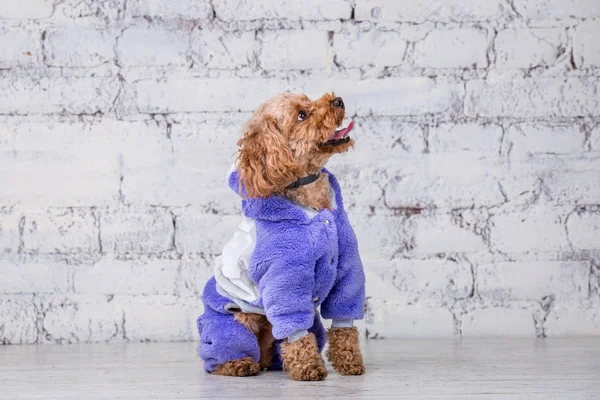 Mały zabawny pies brązowy kolor z kręcone włosy zabawki pudel rasy stwarzające w ubraniach dla psów. Przedmiot akcesoria i modne stroje dla zwierząt domowych. Stylowe kombinezony, garnitur dla zimnej pogody dla zwierząt — Zdjęcie stockowe
