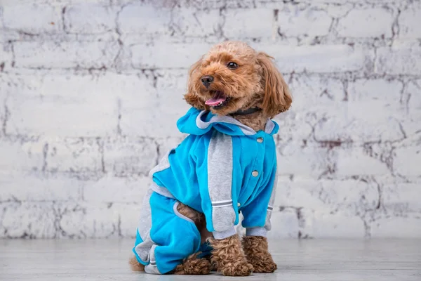 Pequeño perro divertido de color marrón con pelo rizado de raza caniche juguete posando en ropa para perros. Sujeto accesorios y trajes de moda para mascotas. Elegante mono, traje para clima frío para animales — Foto de Stock