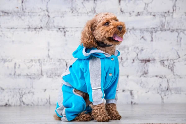 Pequeño perro divertido de color marrón con pelo rizado de raza caniche juguete posando en ropa para perros. Sujeto accesorios y trajes de moda para mascotas. Elegante mono, traje para clima frío para animales — Foto de Stock