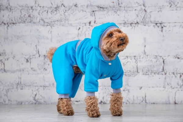 Pequeno cão engraçado de cor marrom com cabelos cacheados de brinquedo raça poodle posando em roupas para cães. Sujeito acessórios e roupas na moda para animais de estimação. Macacão elegante, terno para o tempo frio para animais — Fotografia de Stock