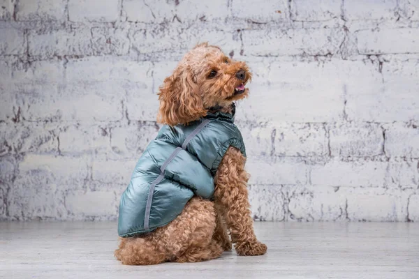 Piccolo cane divertente di colore marrone con capelli ricci di razza barboncino giocattolo in posa in vestiti per cani. Accessori soggetti e abiti alla moda per animali domestici. Tuta elegante, vestito per il freddo per gli animali — Foto Stock