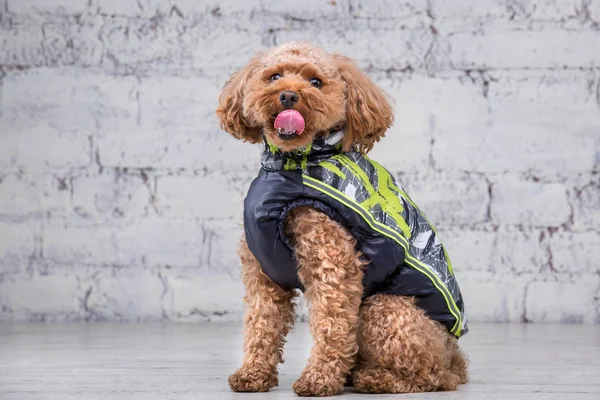 Câine mic amuzant de culoare maro cu păr creț de rasă de pudel de jucărie care se prezintă în haine pentru câini. Accesorii subiect și costume la modă pentru animale de companie. Salopete elegante, costum pentru vreme rece pentru animale — Fotografie, imagine de stoc