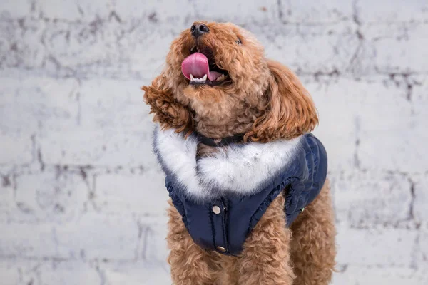 Câine mic amuzant de culoare maro cu păr creț de rasă de pudel de jucărie care se prezintă în haine pentru câini. Accesorii subiect și costume la modă pentru animale de companie. Salopete elegante, costum pentru vreme rece pentru animale — Fotografie, imagine de stoc