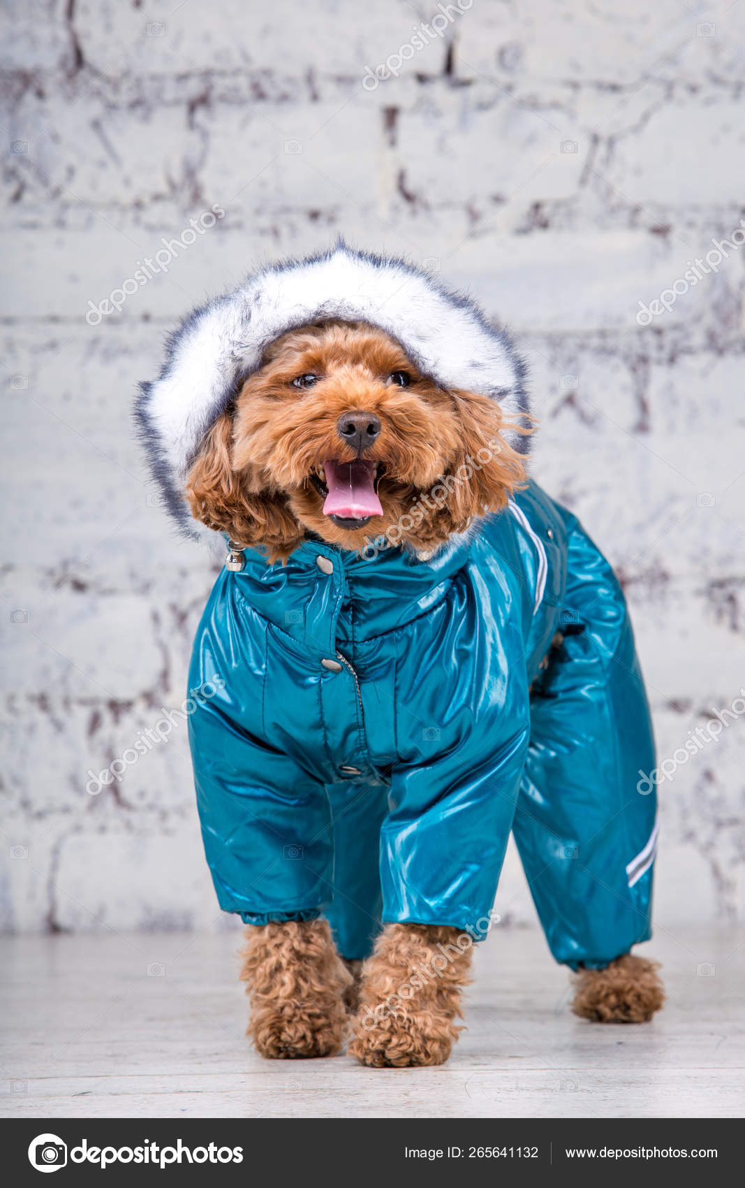Small funny dog of brown color with curly hair of toy poodle breed