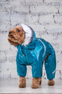 Köpekler için giysi poz oyuncak kaniş cinskk saçlı kahverengi renkli küçük komik köpek. Konu aksesuarları ve evcil hayvanlar için şık kıyafetler. Şık tulumlar, hayvan için soğuk havaiçin uygun