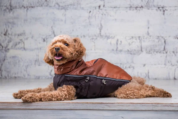 Piccolo cane divertente di colore marrone con capelli ricci di razza barboncino giocattolo in posa in vestiti per cani. Accessori soggetti e abiti alla moda per animali domestici. Tuta elegante, vestito per il freddo per gli animali — Foto Stock