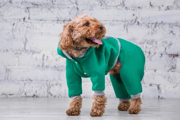 Pequeno cão engraçado de cor marrom com cabelos cacheados de brinquedo raça poodle posando em roupas para cães. Sujeito acessórios e roupas na moda para animais de estimação. Macacão elegante, terno para o tempo frio para animais — Fotografia de Stock