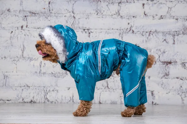 Pequeno cão engraçado de cor marrom com cabelos cacheados de brinquedo raça poodle posando em roupas para cães. Sujeito acessórios e roupas na moda para animais de estimação. Macacão elegante, terno para o tempo frio para animais — Fotografia de Stock