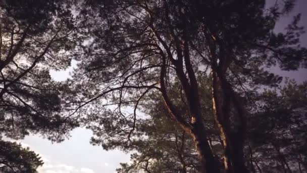 Viejos pinos altos se balancean en el viento contra el cielo. Troncos de árboles balanceándose, silbando ramas. En otoño, primavera en clima soleado — Vídeo de stock