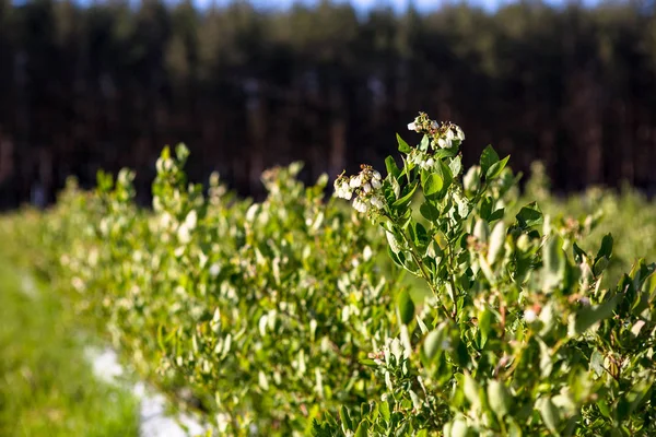 Arbusto de arándanos con flores a principios de primavera . — Foto de Stock