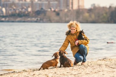 Bir sürü evcil hayvan, yürüyüşe çıkmış köpek sever. Yetişkin, yaşlı, beyaz, üç köpeği olan kadın dachshund ve oyuncak teriyer yetiştiriyor. Sahibi güneşli gölün yanındaki sahilde top köpeğiyle oynuyor.