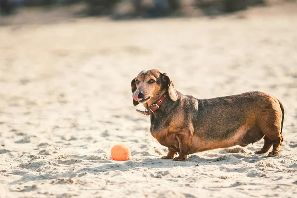 Um velho cão dachshund marrom gordo brinca com uma bola vermelha de borracha em uma praia de areia em tempo ensolarado — Fotografia de Stock