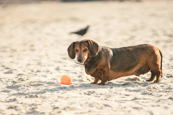 Um velho cão dachshund marrom gordo brinca com uma bola vermelha de borracha em uma praia de areia em tempo ensolarado — Fotografia de Stock