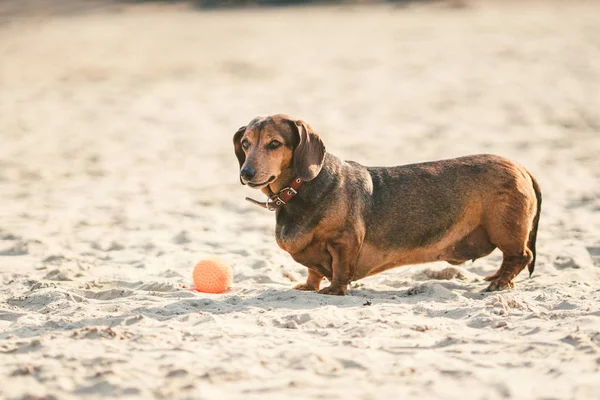 古い脂肪小さな茶色のダックスフント犬は、晴れた天気の砂浜でゴムの赤いボールで遊ぶ  — 無料ストックフォト