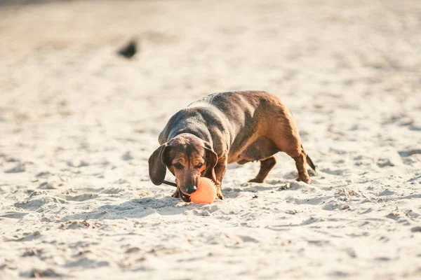 Een oude vette kleine bruine teckel hond speelt met een rubberen rode bal op een zandstrand in zonnig weer — Stockfoto