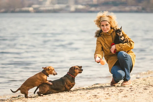 Woman plays with dogs. Pets and dogs training and educating dogs. Companion pets concept. Companion pets concept. dog lover.Caucasian lady with three dogs breed dachshund and hands toy terrier