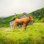 Vaca marrom engraçada na grama verde em um campo na natureza na Escandinávia. Gado em meio a nevoeiro pesado e montanhas com uma cachoeira perto de uma antiga cabana de pedra na Noruega. Agricultura na Europa