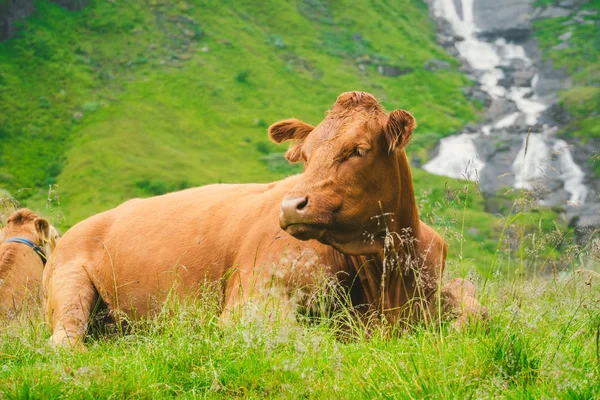 Смешная коричневая корова на зеленой траве в поле на природе в Скандинавии. Крупный рогатый скот среди густого тумана и гор с водопадом возле старой каменной хижины в Норвегии. Сельское хозяйство Европы — стоковое фото