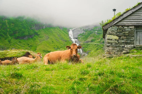 Divertida vaca marrón sobre hierba verde en un campo sobre la naturaleza en scandinavia. Ganado en medio de una fuerte niebla y montañas con una cascada cerca de una antigua cabaña de piedra en Noruega. La agricultura en Europa — Foto de Stock